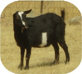 shamu